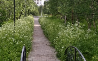 Говорят, не борщевик