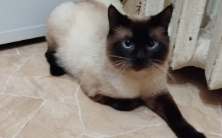Пропал кот