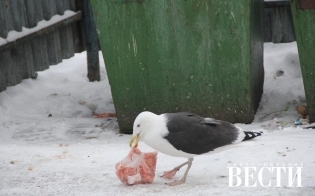 Вывоз мусора в рассказах официальных лиц и народных экспертов