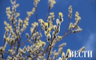 Верба цветет