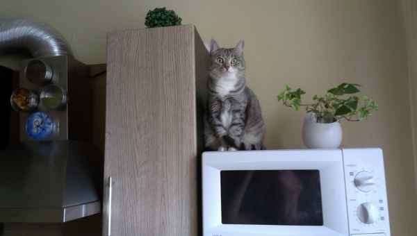 ?!  ,  !