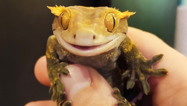 Бананоед гигантский