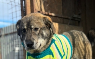 ������ ����� ��������