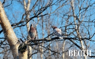 ������� ������ �� 15 ������