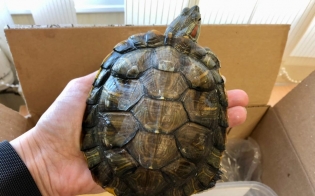 В Мурманске ищут хозяина для черепахи из мусорного контейнера