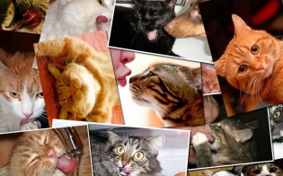 ���������� �� "���������"