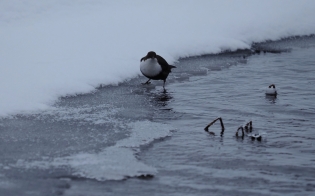 ����� �� ��� ��������!