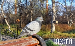 ������� ������ �� 14 �������