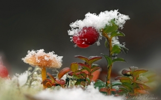 ������� ������ �� 1 ������