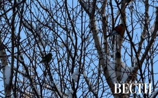 ������� ������ �� 24 �������