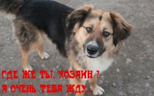 Ну где же ты, хозяин?
