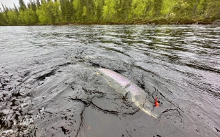 ������, ����, ������� � ���������