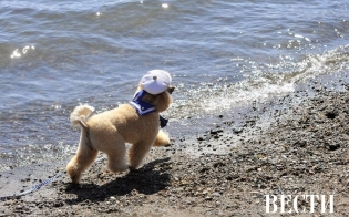 � ������ � �������� ��������