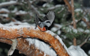 ������� ������ �� 29 �������