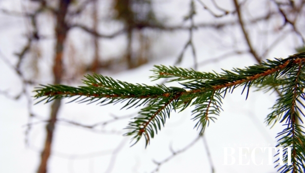 Порядок заготовки новогодних елей
