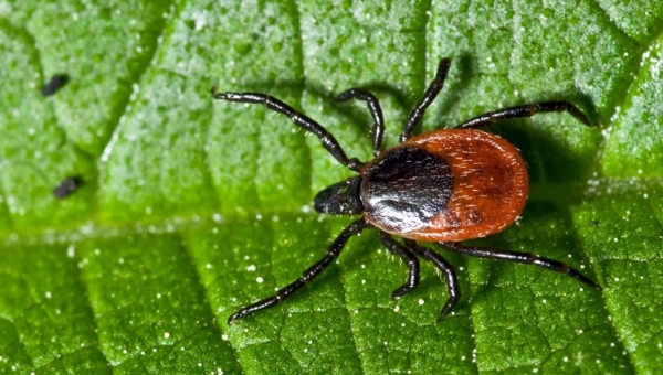 ����� �������